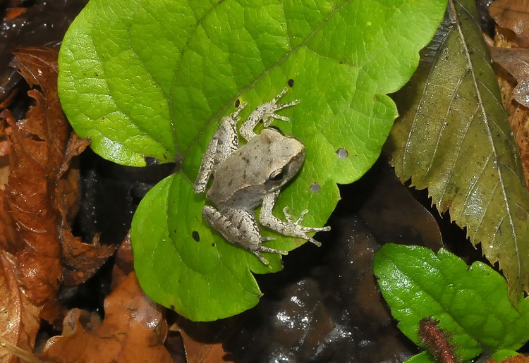 Rana italica - Rana appenninica